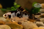 Black Opal 5 inches [BB26-T69-5]