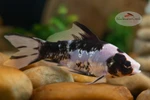 Black Opal 5 inches [BB26-T69-8]