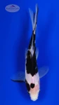 Black Opal 5 inches [BB26-T69-8]