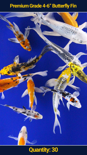 Premium 4-6" Butterfly Koi
