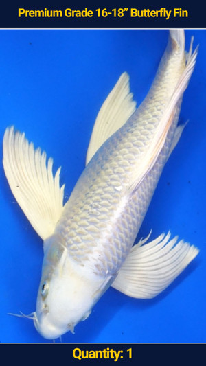 Premium 16-18" Butterfly Koi