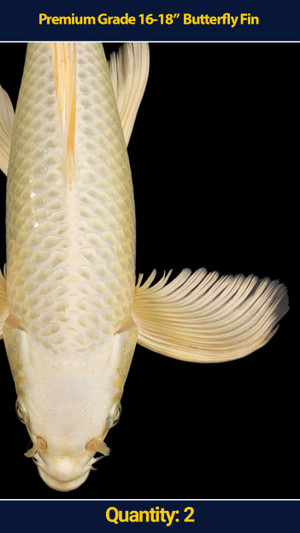 Premium 16-18" Butterfly Koi