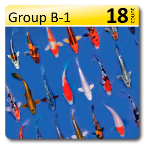 GROUP B-1 Select Koi 4-6" Std fin, 18/box