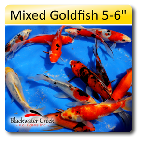 Mixed Goldfish 5-6" Mixed Goldfish 5-6"