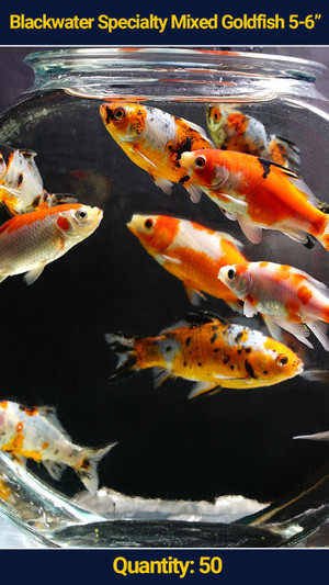 Mixed Goldfish 5-6" 50 qty