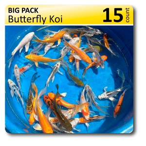 Big Pack Butterfly Koi 6-8"