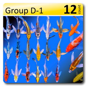 GROUP D-1 Select Butterfly Koi 4-6"