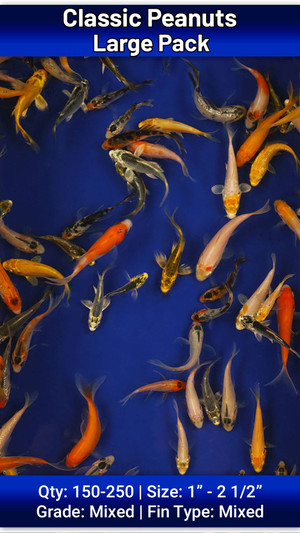 Large Pack of Peanuts FREE SHIPPING 150-250 fish