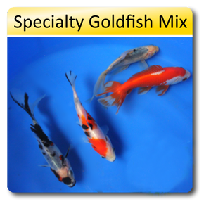 Specialty Goldfish Sampler, 4 Pack Specialty Goldfish Sampler, 4 Pack