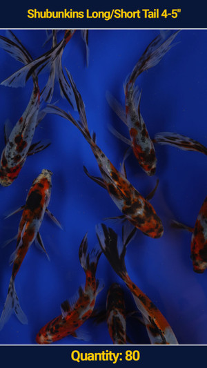 Shubunkins 4-5" Long/Short Tail 80 qty