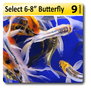 Small Pack of Select 6-8" Butterfly Koi