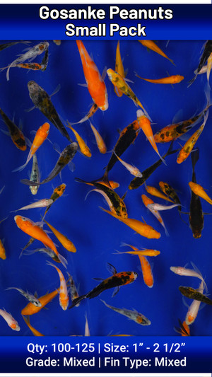Small Pack Gosanke Peanuts FREE SHIPPING 100-125 fish