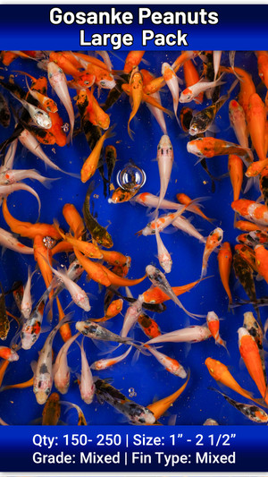 Large Pack Gosanke Peanuts FREE SHIPPING 150-250 Fish