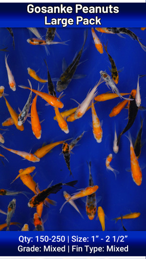 Large Pack Gosanke Peanuts FREE SHIPPING 150-250 Fish