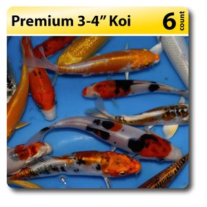 Small Pack of Premium 3-4" Koi
