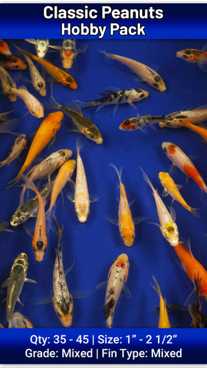 Hobby Pack of Peanuts FREE SHIPPING 35-45 fish Hobby Pack of Peanuts FREE SHIPPING 35-45 fish