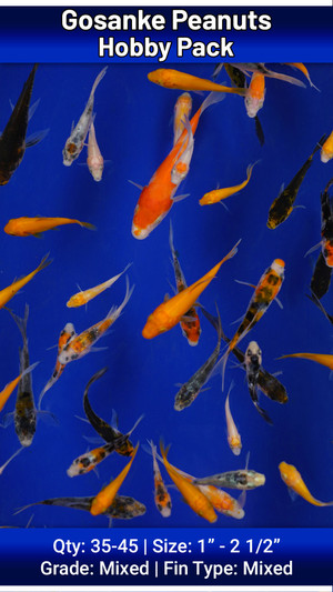 Hobby Pack of Gosanke Peanuts FREE SHIPPING 35-45 fish