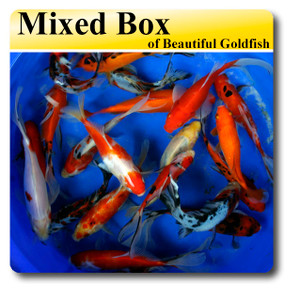 Goldfish Mixed Box