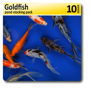 Goldfish Pond Stocking 10 Pack Goldfish Pond Stocking 10 Pack