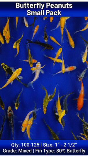Butterfly Peanuts Small Pack FREE SHIPPING 100-125 fish