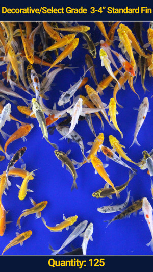 Decorative/Select Grade 3-4" Standard Fin Koi 125 qty