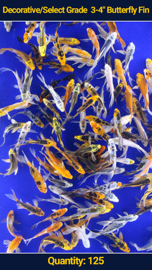 Decorative/Select Grade 3-4" Butterfly Fin Koi 125 qty