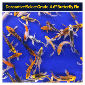 Decorative/Select Grade 4-6" Butterfly Fin Decorative/Select Grade 4-6" Butterfly Fin