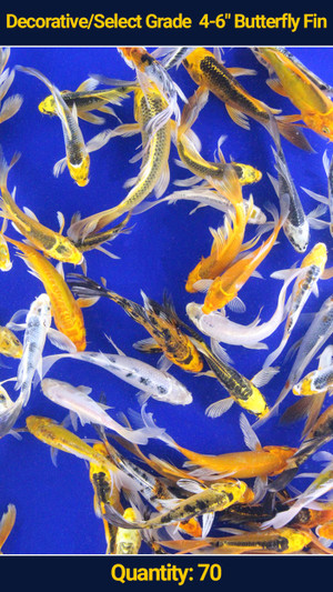 Decorative/Select Grade 4-6" Butterfly Fin Koi 70 qty