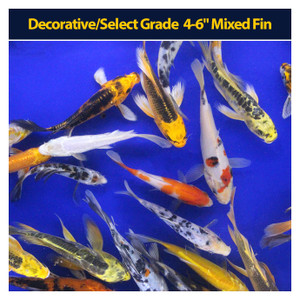 Decorative/Select Grade 4-6"  Mixed Fin Decorative/Select Grade 4-6"  Mixed Fin