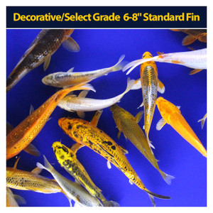 Decorative/Select Grade 6-8" Standard Fin Decorative/Select Grade 6-8" Standard Fin