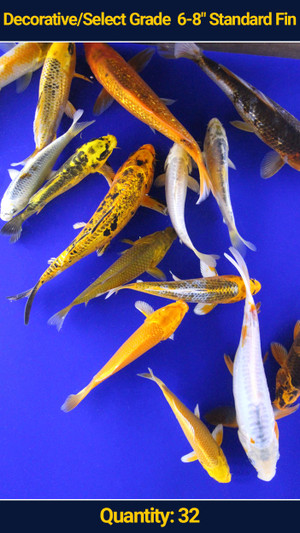 Decorative/Select Grade 6-8" Standard Fin Koi 32 qty