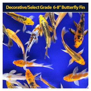 Decorative/Select Grade 6-8" Butterfly Fin Decorative/Select Grade 6-8" Butterfly Fin