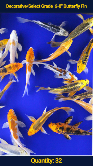 Decorative/Select Grade 6-8" Butterfly Fin Koi 32 qty