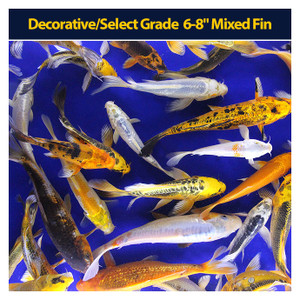 Decorative/Select Grade 6-8" Mixed Fin Decorative/Select Grade 6-8" Mixed Fin