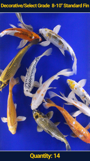 Decorative/Select Grade 8-10" Standard Fin Koi 14 qty