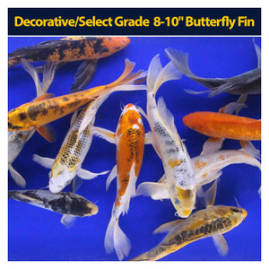 Decorative/Select Grade 8-10" Butterfly Fin Decorative/Select Grade 8-10" Butterfly Fin