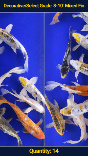 Decorative/Select Grade 8-10" Mixed Fin Koi 14 qty