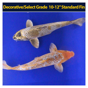 Decorative/Select Grade 10-12" Standard Fin Decorative/Select Grade 10-12" Standard Fin