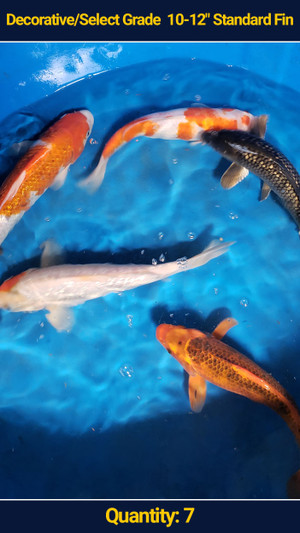 Decorative/Select Grade 10-12" Standard Fin Koi 7 qty