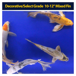 Decorative/Select Grade 10-12" Mixed Fin Decorative/Select Grade 10-12" Mixed Fin