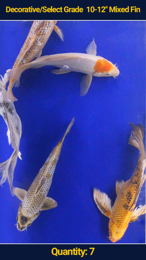 Decorative/Select Grade 10-12" Mixed Fin Koi 7 qty