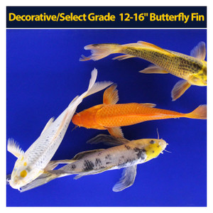 Decorative/Select Grade 12-16" Butterfly Fin Decorative/Select Grade 12-16" Butterfly Fin