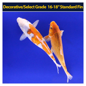 Decorative/Select Grade 16-18" Standard Fin Decorative/Select Grade 16-18" Standard Fin