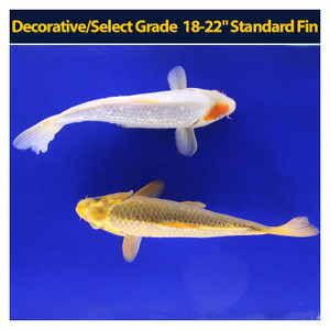 Decorative/Select Grade 18-22" Standard Fin Decorative/Select Grade 18-22" Standard Fin