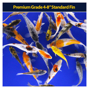 Premium Koi 4-8" Standard Fin Premium Koi 4-8" Standard Fin