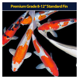 Premium Koi 8-12" Standard Fin Premium Koi 8-12" Standard Fin
