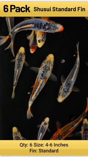 Shusui 6 Pack