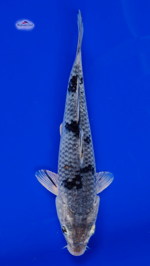 Sor Utsuri 8 inches Sor Utsuri 8 inches