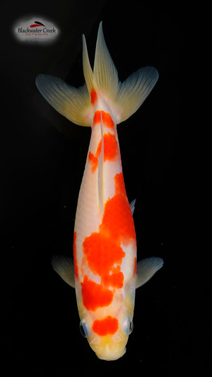 Goldfish