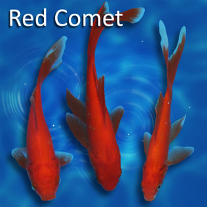 Pick Your Variety Red Comet Pick Your Variety Red Comet